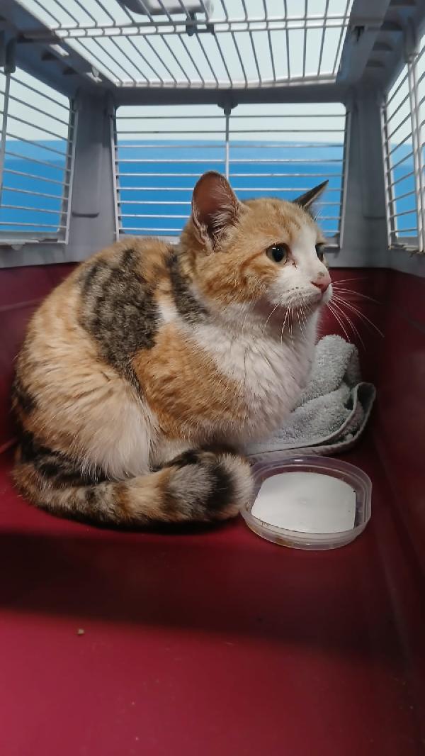 GIOIA: GATTINA TRICOLORE DI 5 MESI CERCA FAMIGLIA Foto 2